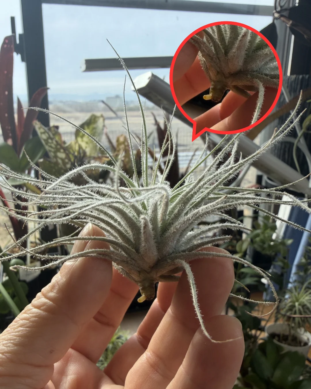 ティランジア テクトラム 発根