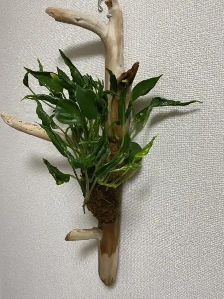 ポトス　テルノシャングリラ