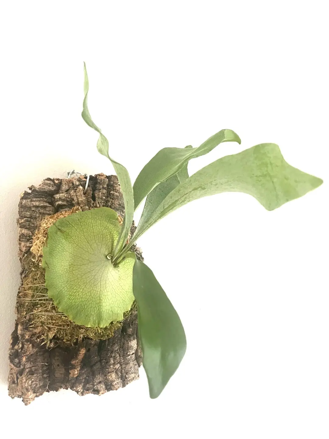 ビカクシダ ネザーランド