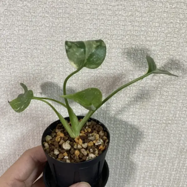 モンステラ タイコンストレーション