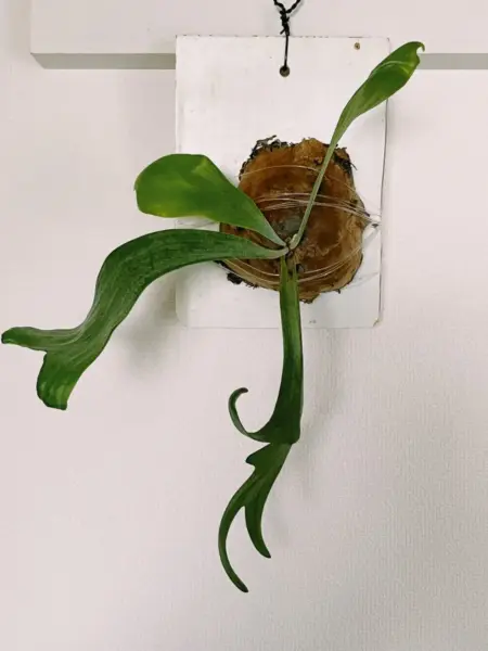 ビカクシダ 札落ち