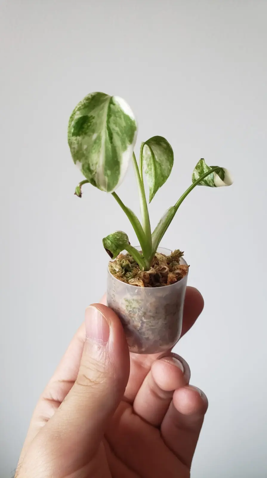 モンステラ　タイコンステレーション