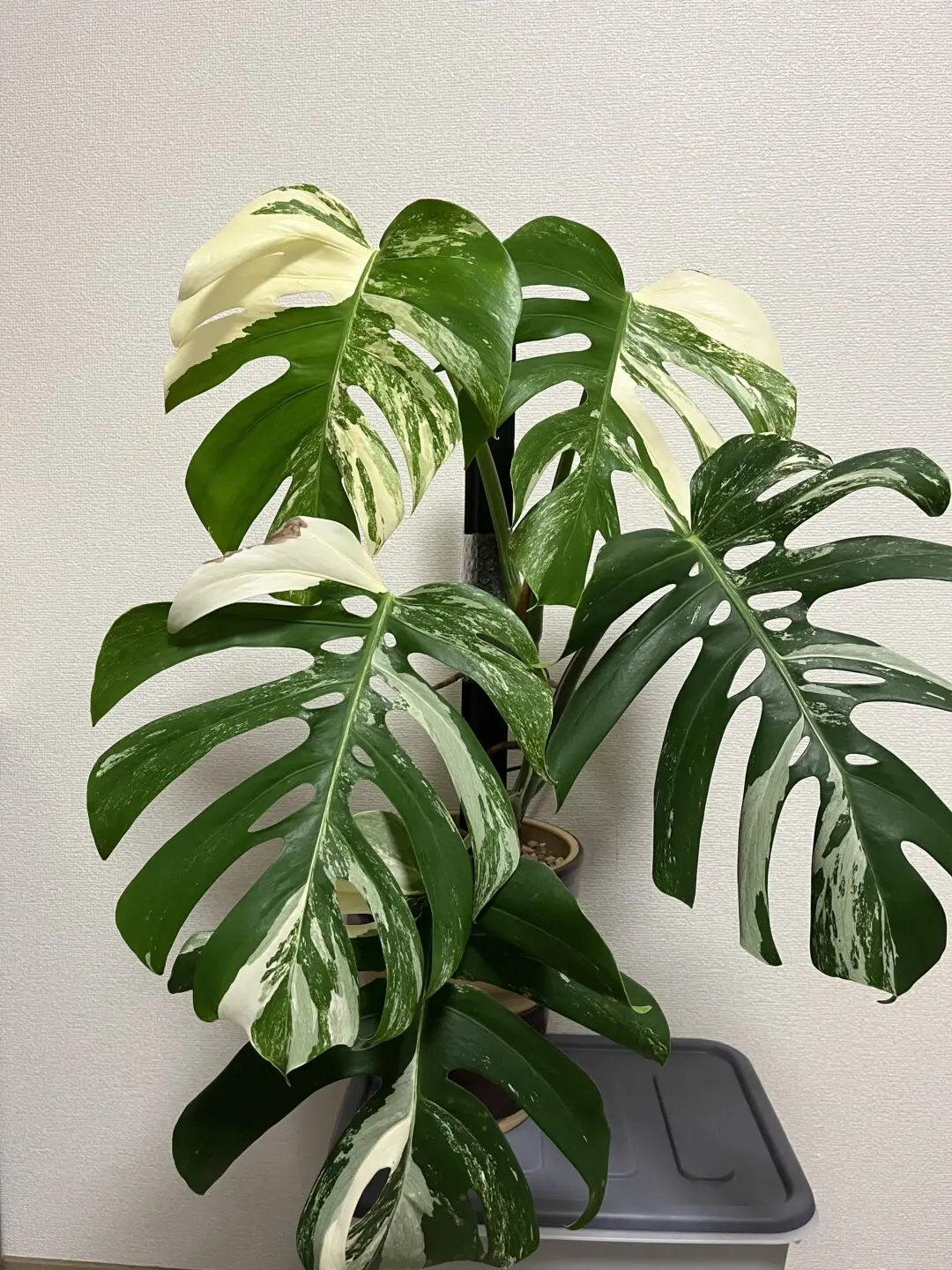 モンステラ　ホワイトタイガー