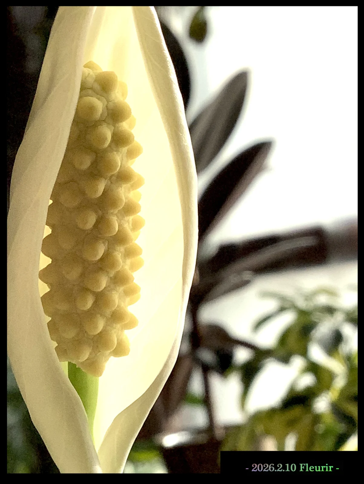 スパティフィラム　開花