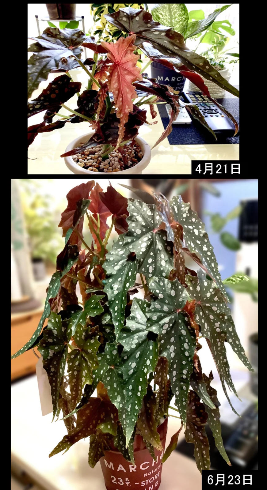ベゴニア ブラックフォレスト