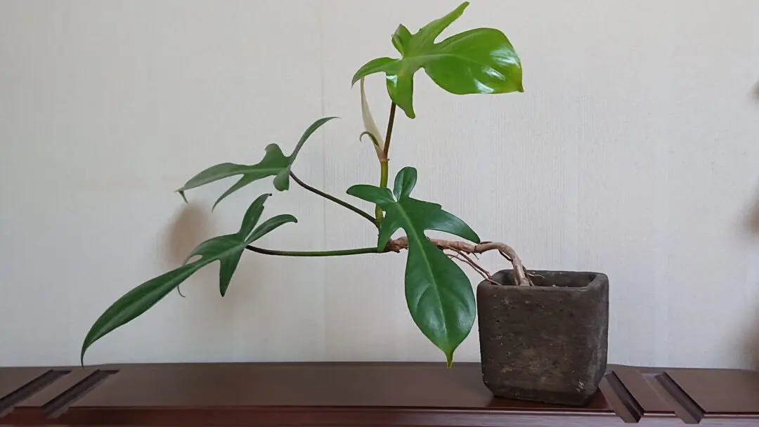 フィロデンドロン　フロリダ　BONSAI仕立て