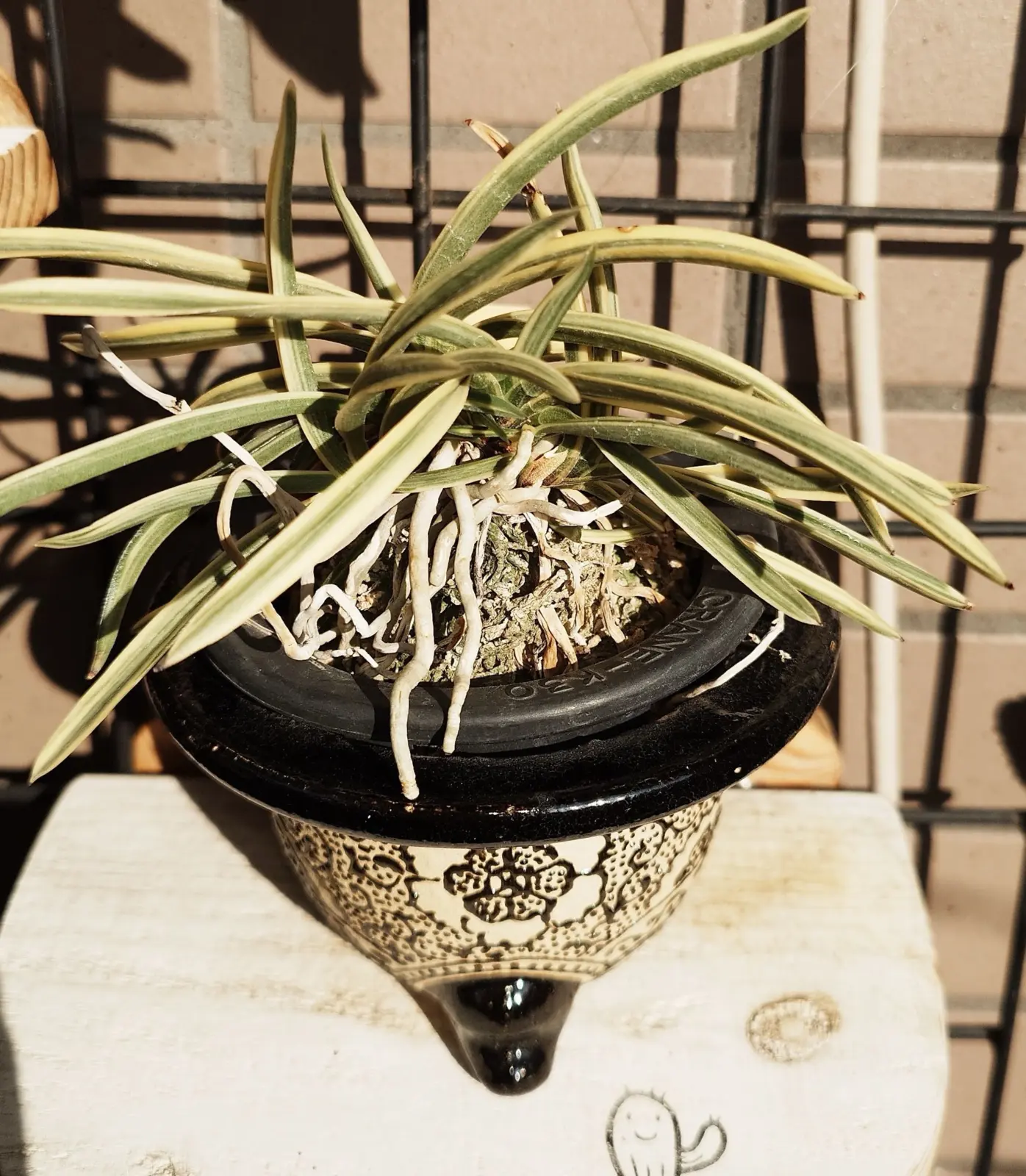 富貴蘭　東出都ひがしでみやこ　