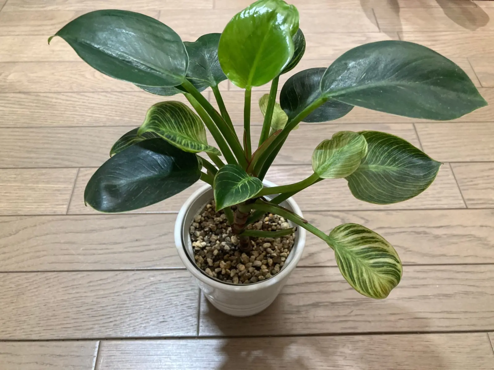 フィロデンドロン　バーキン