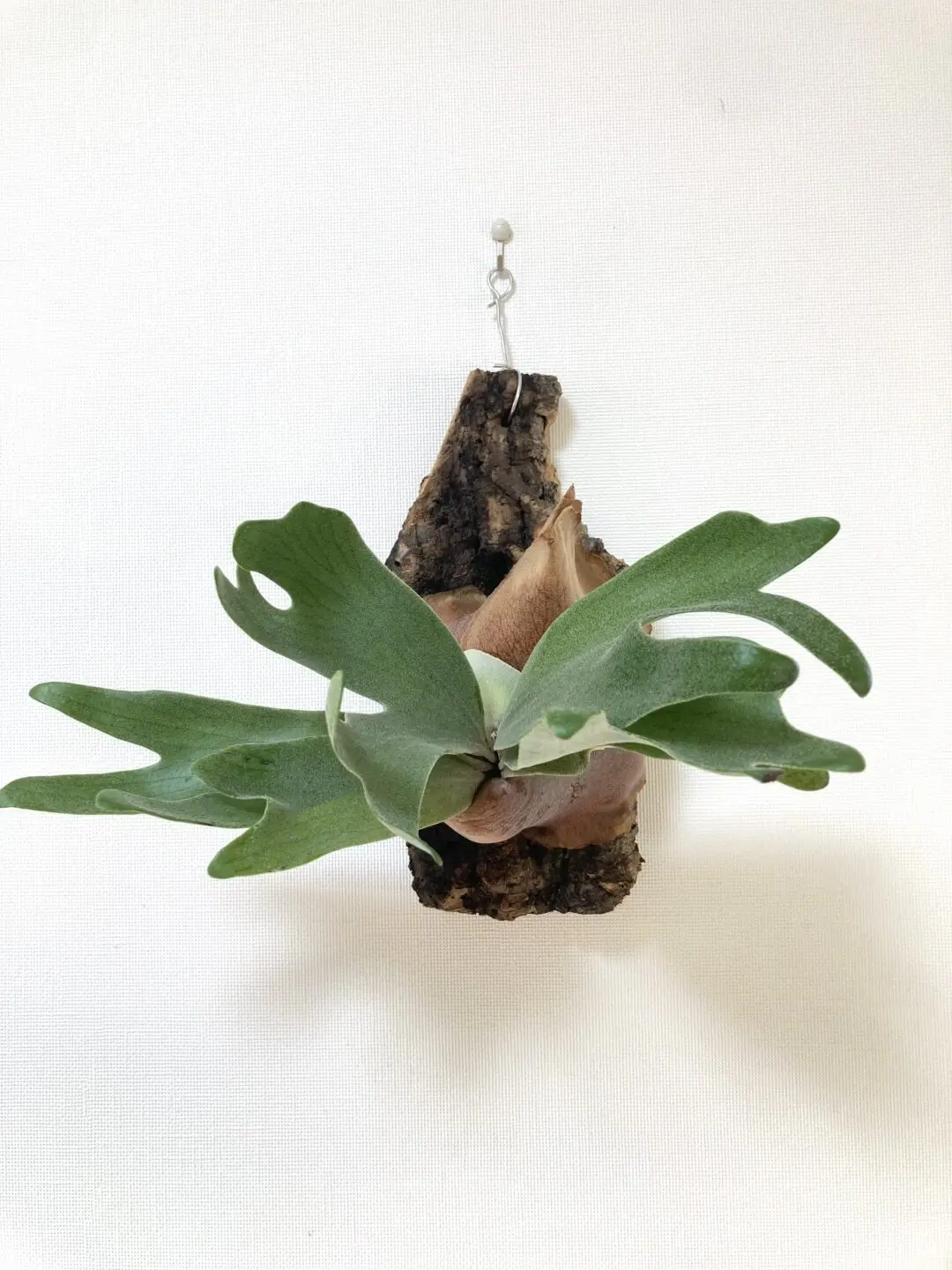 ビカクシダ　ネザーランド