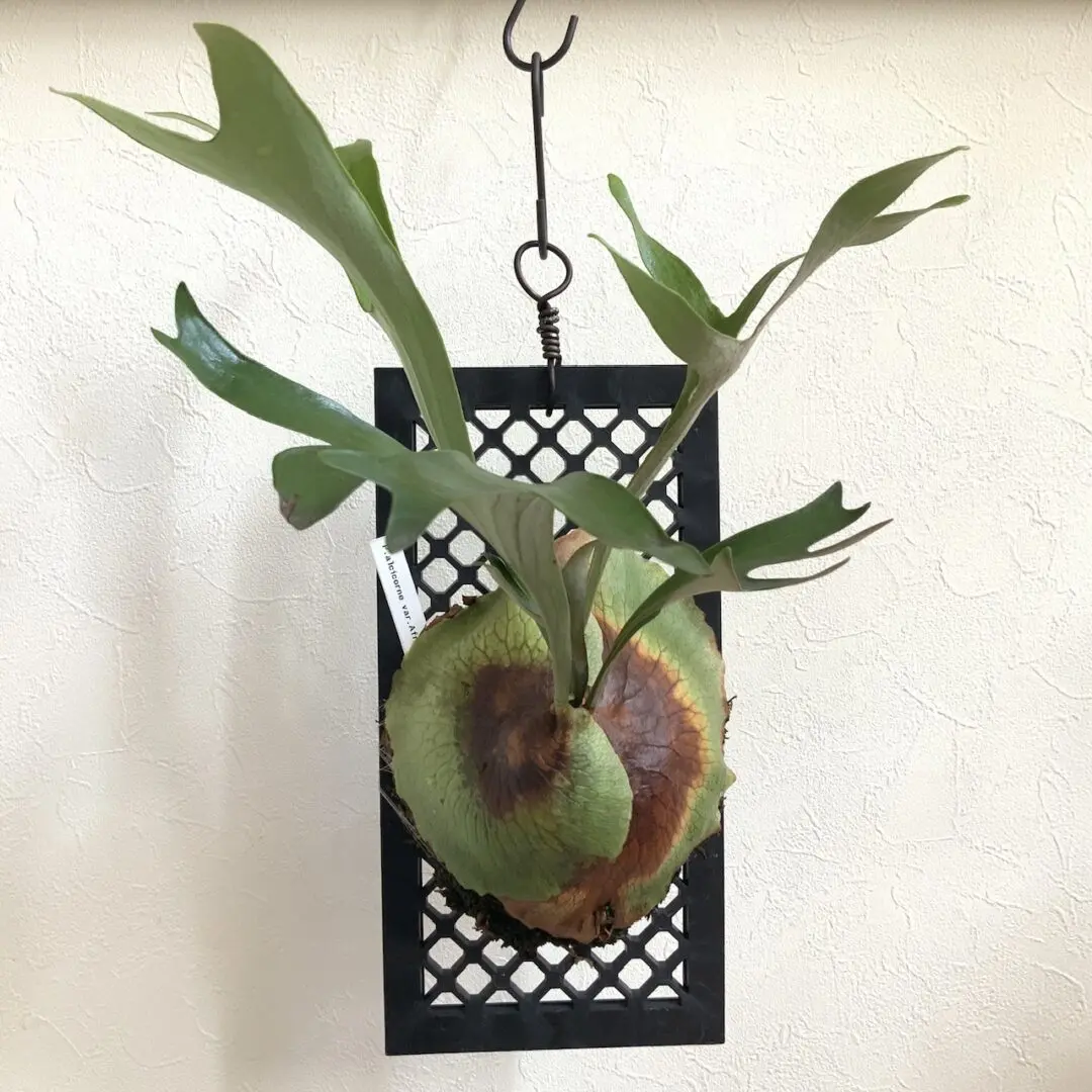 アルシコルネ アフリカ