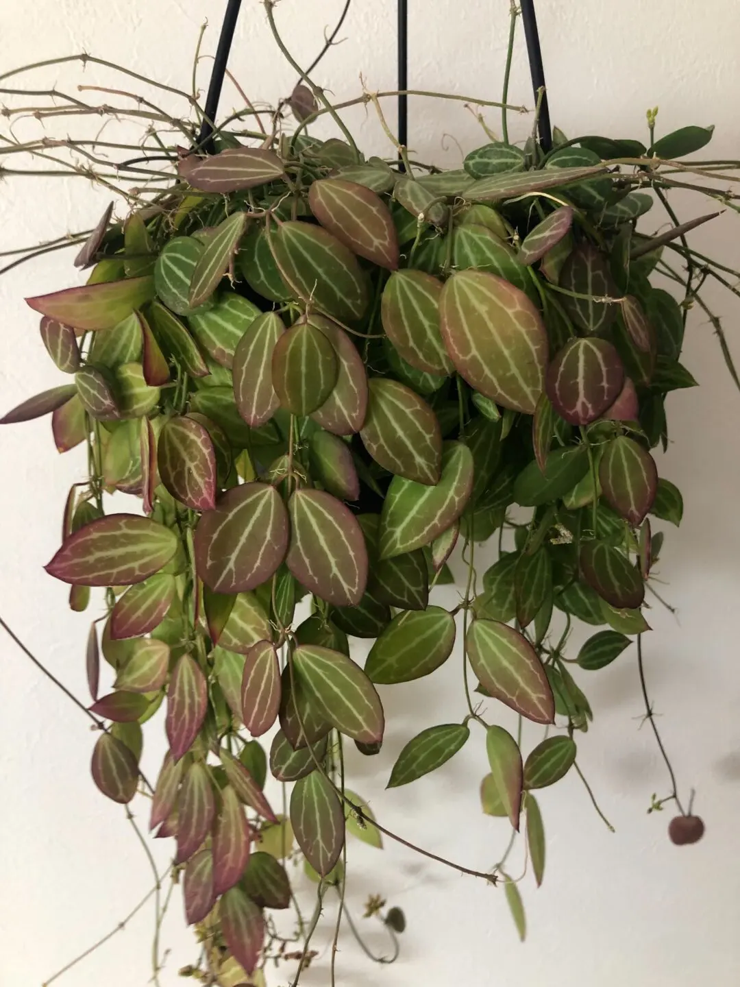 ディスキディア オバタ