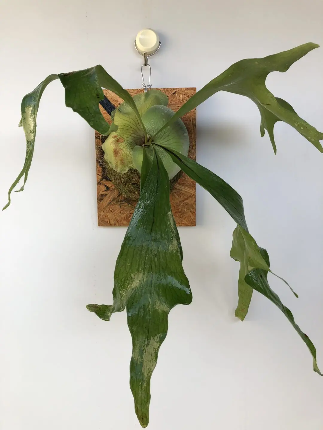 ビカクシダ ブルーミー×セルソ