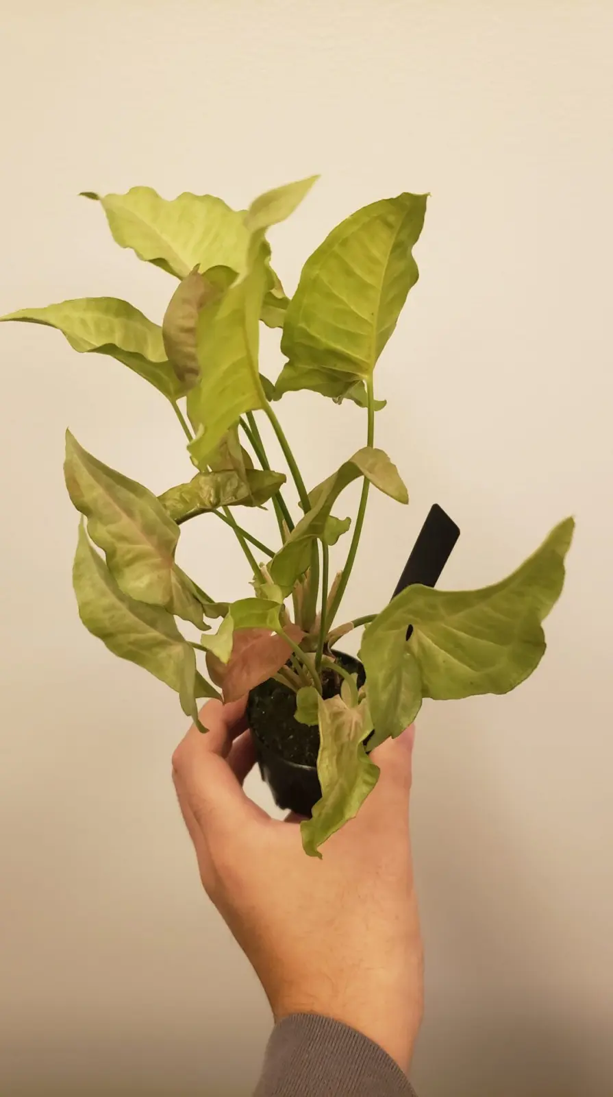 シンゴニウム　ピンクダイヤモンド