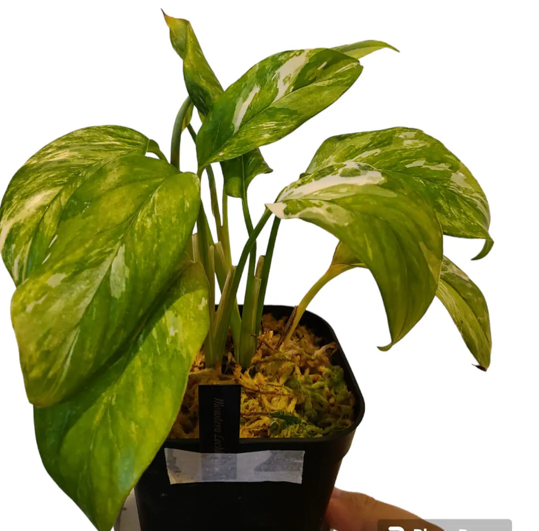 モンステラ　レクレリアナ