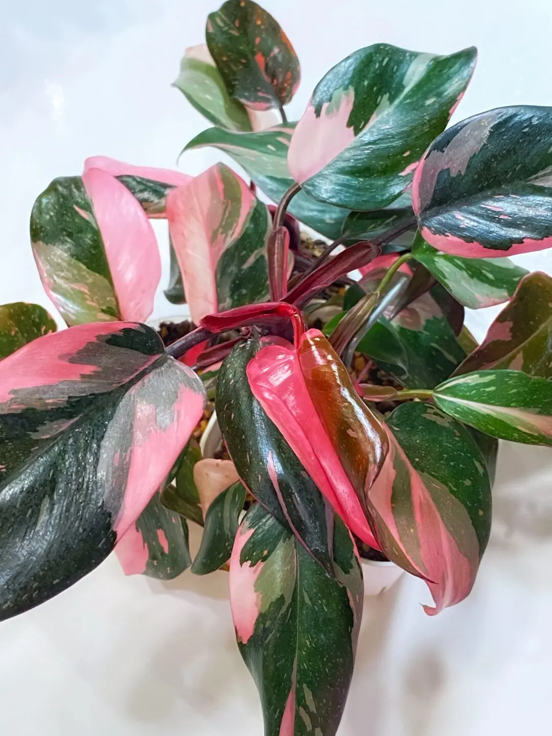 フィロデンドロン ピンクプリンセス