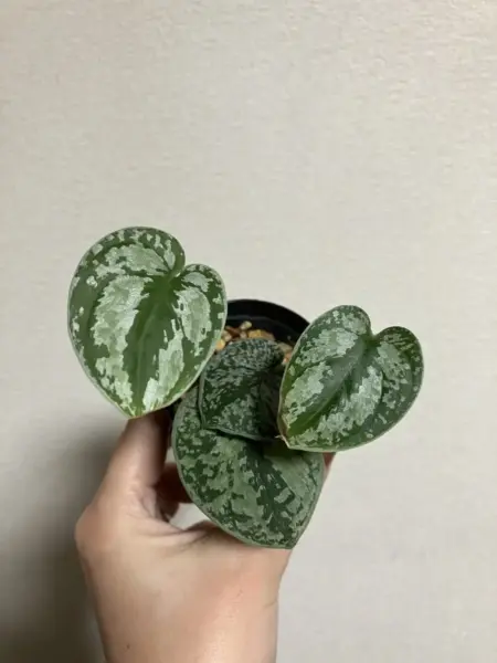 スキンダプサス　トリカラー　シルバー