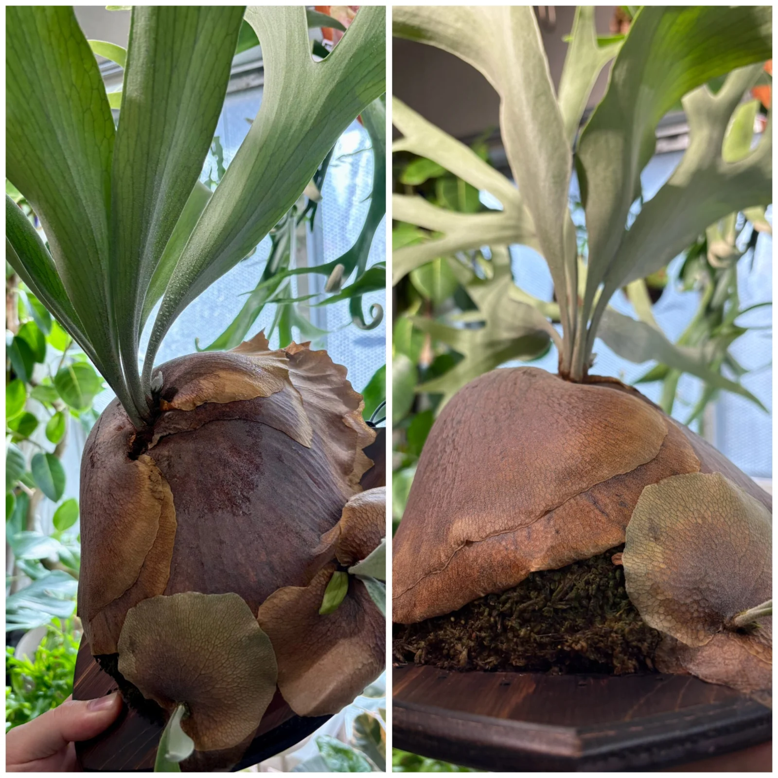 ビガクシダ 貯水葉欠け