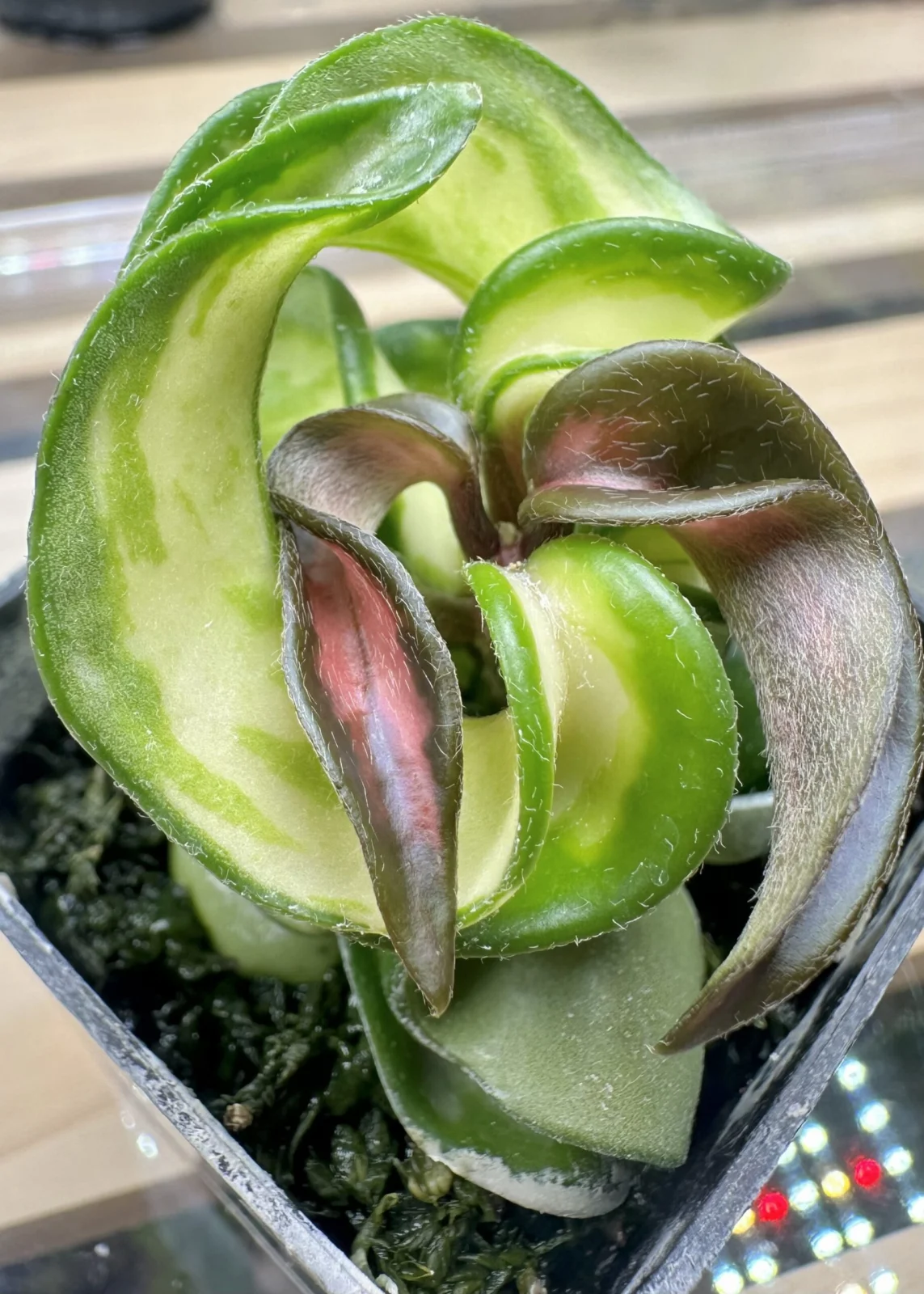 ホヤ　カルノーサ　コンパクタ　斑入り