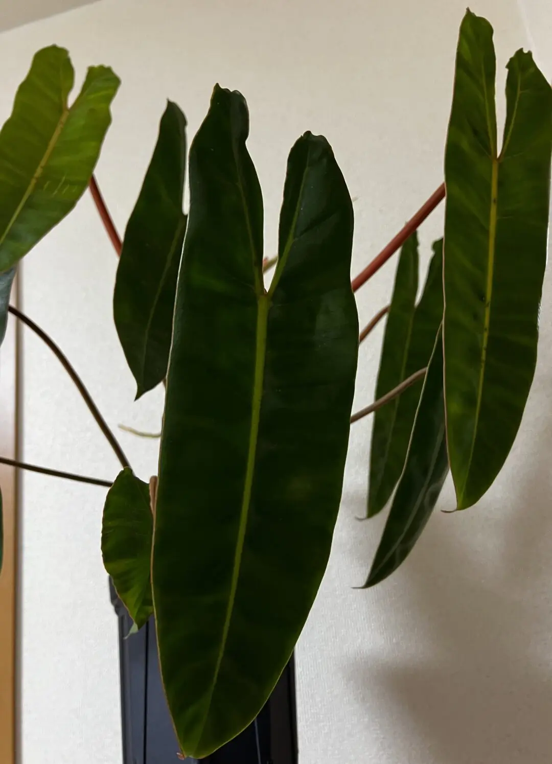 フィロデンドロン ビレッタエ