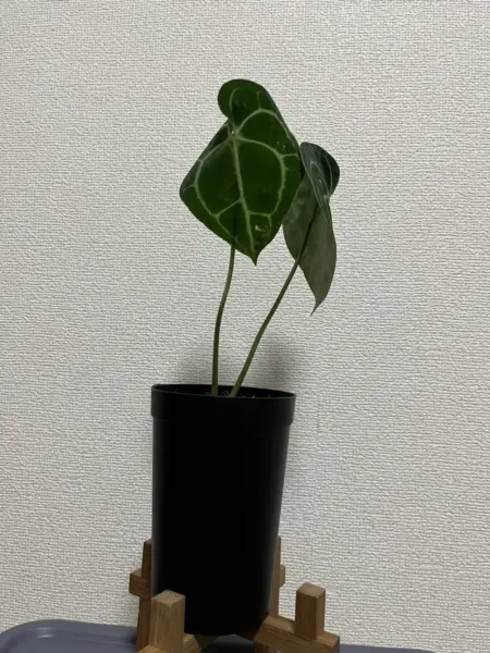 アンスリウム クリスタリナム