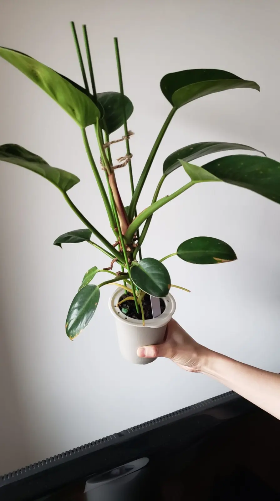 フィロデンドロン レッドコアコンゴ