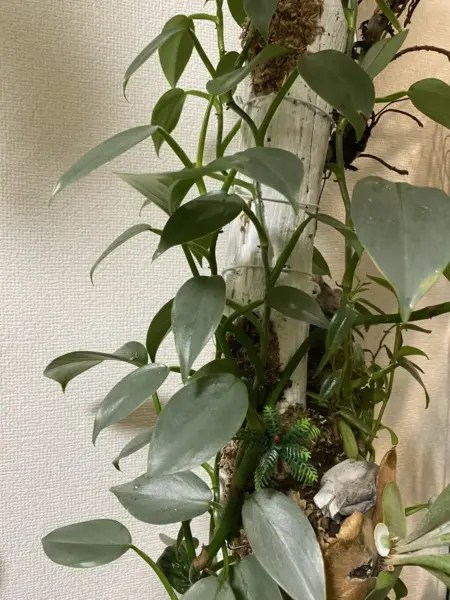 フィロデンドロン　シルバーメタル