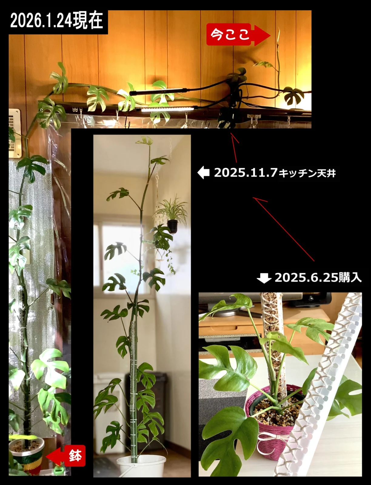 ラフィドフォラ　テトラスペルマ　姫モンステラ