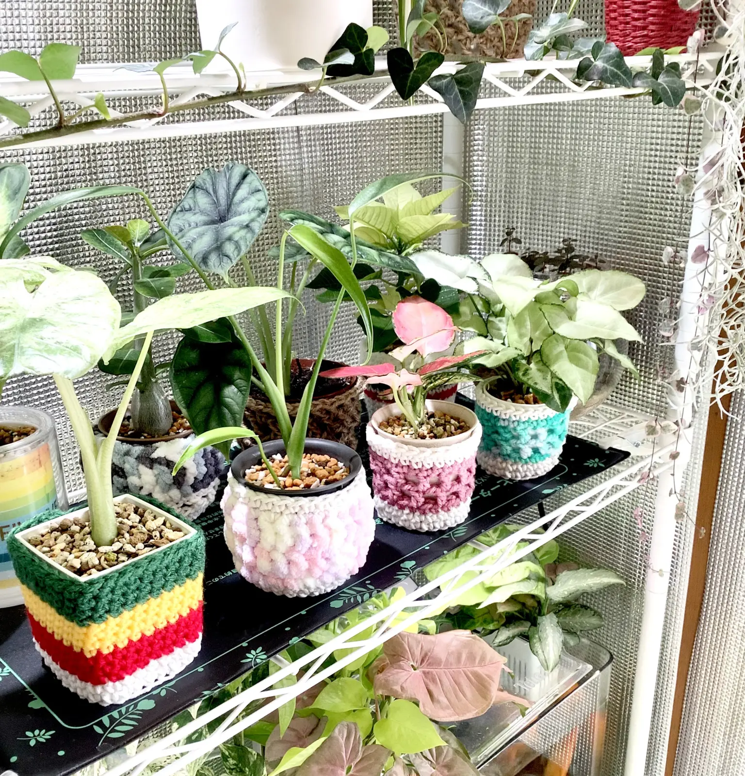 アロカシア　他　初めての冬支度