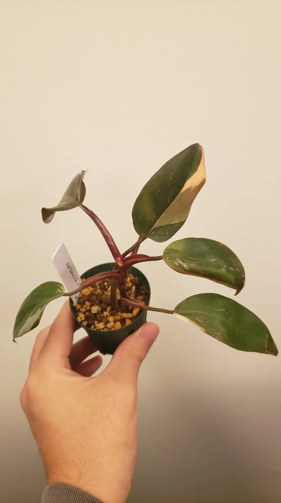 フィロデンドロン ピンクプリンセス