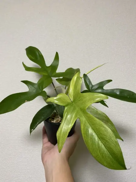 フィロデンドロン　フロリダゴースト