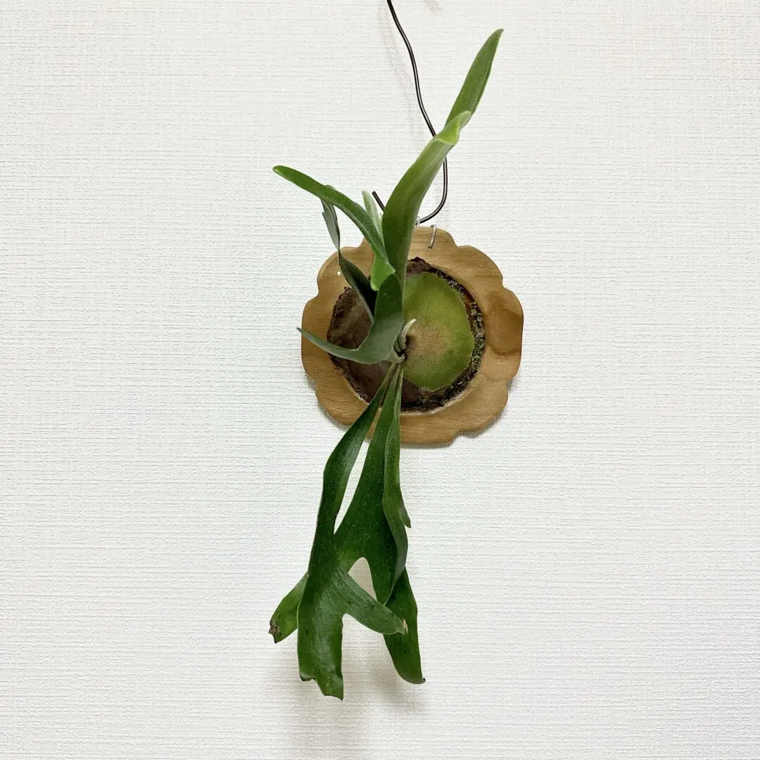 ビカクシダ　札落ち　ホムセン