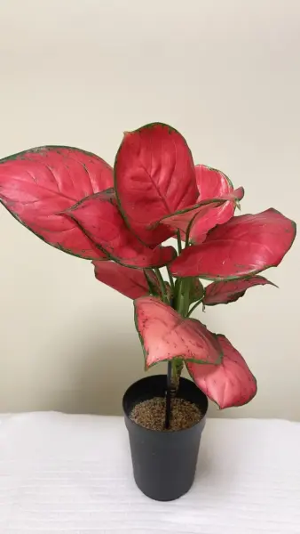 アグラオネマ