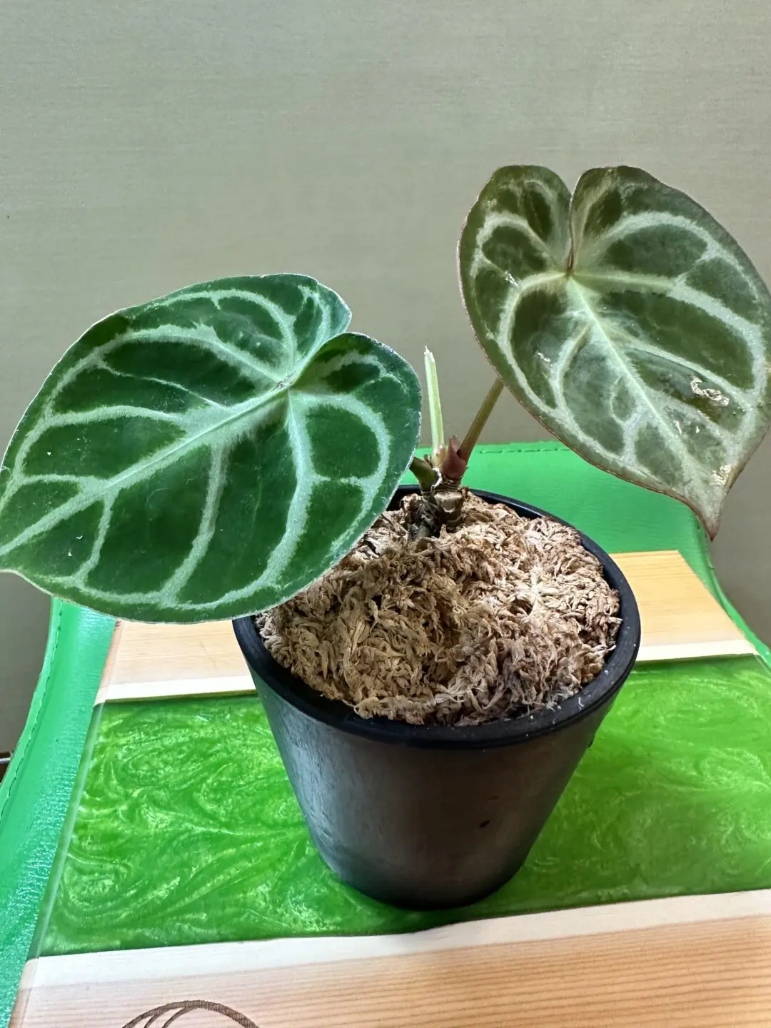 【テスト】アンスリウム ドラヤキオリジナル×ドラヤキオリジナル