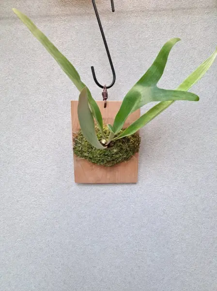 ビカクシダ　エスピー
