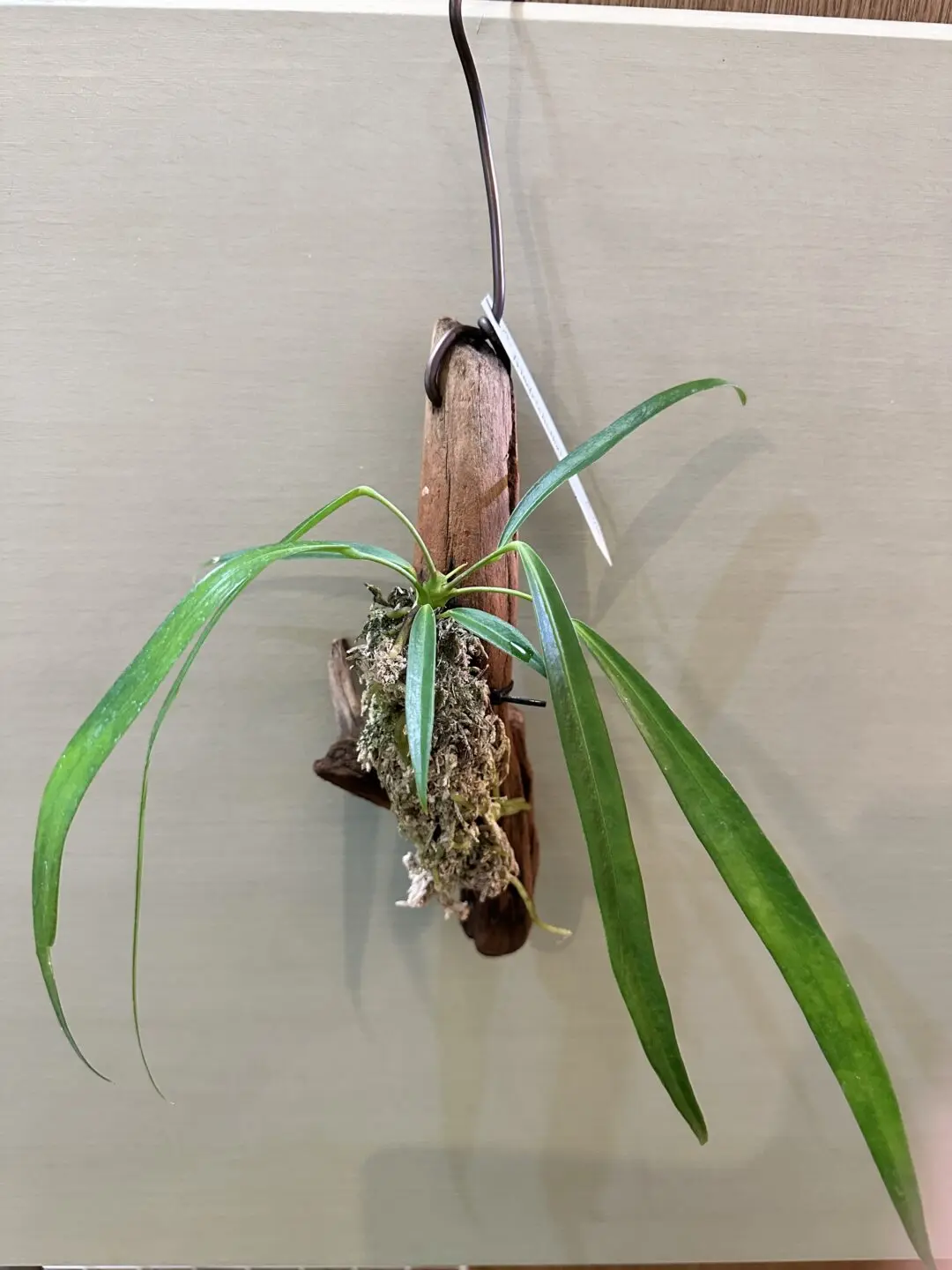 【テスト】アンスリウム フリードリッヒスターリー