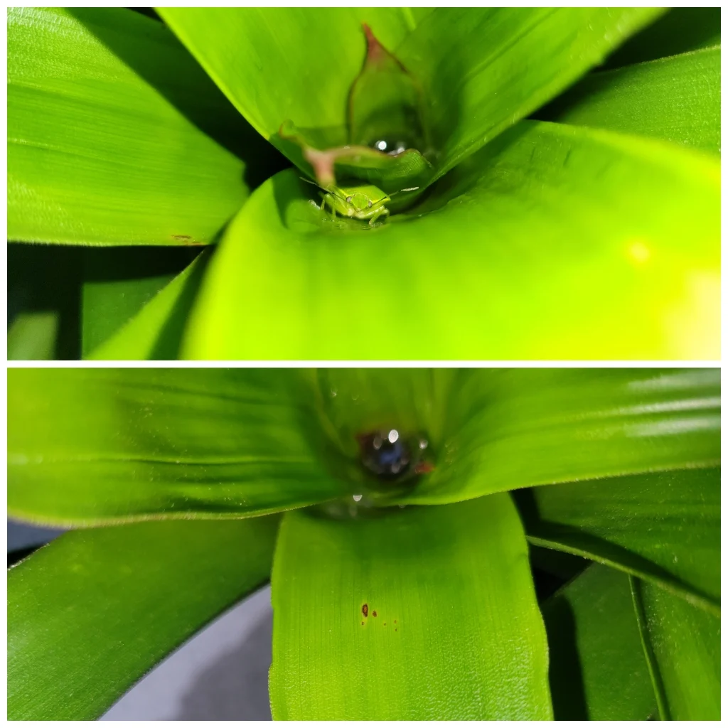 グズマニア　害虫