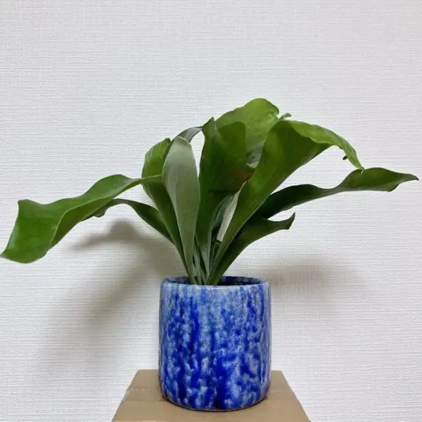 ビカクシダ 札落ち ホムセン