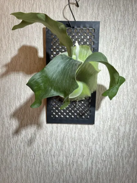 ビカクシダ ヒリー ライジン