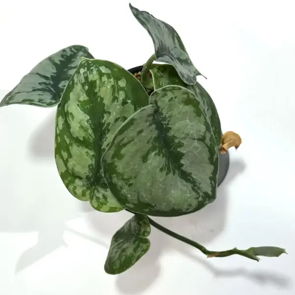 スキンダプサス エスピィ