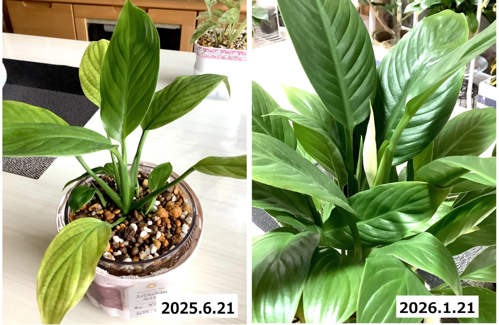 スパティフィラム