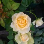 yumi0913のアバター