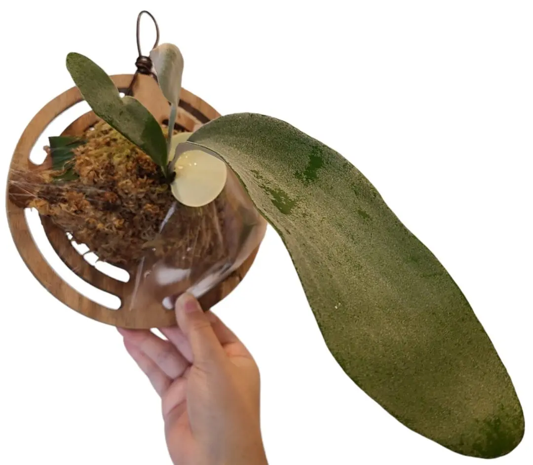 オモ ホワイトラヴァー