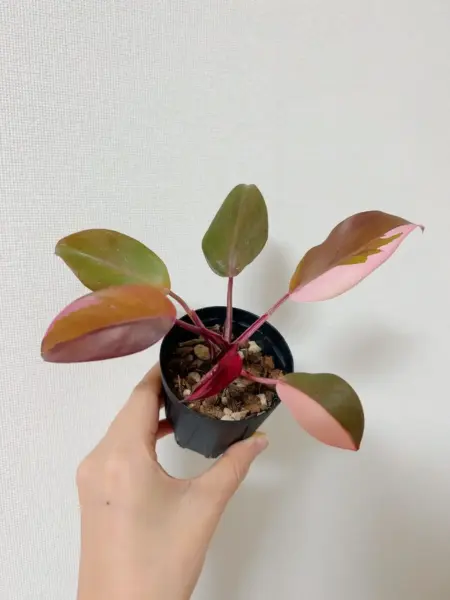 フィロデンドロン　柿色プリンセス