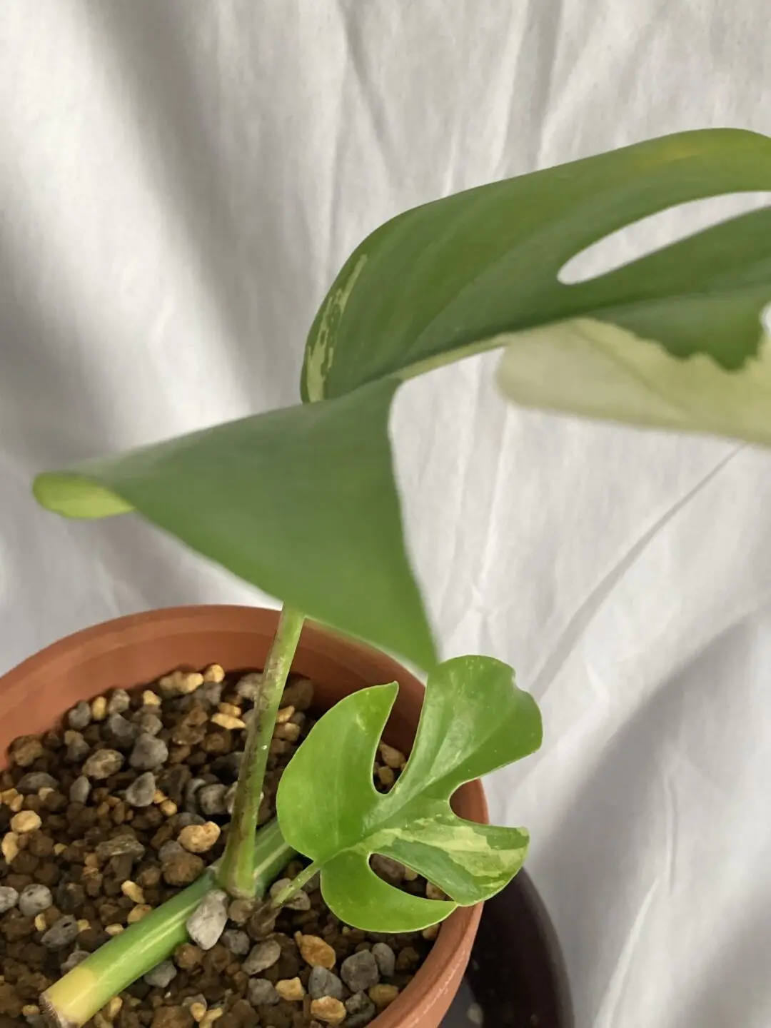 ラフィドフォラ　テトラスペルマ　パラゴン