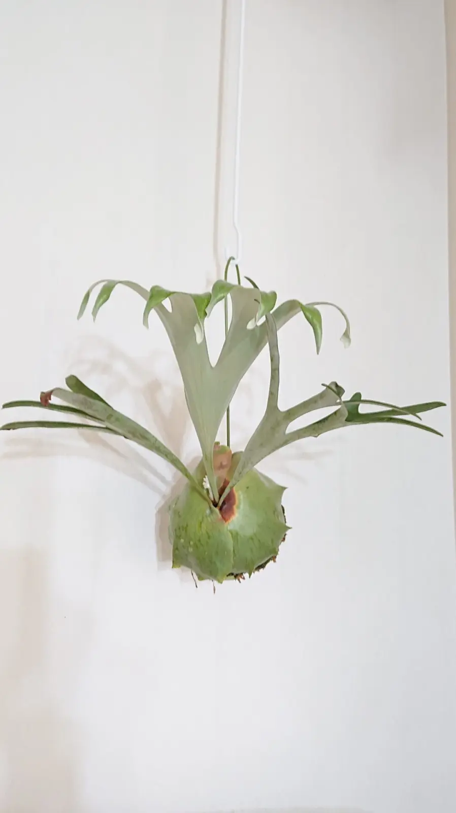 アルシコルネ マダガスカル