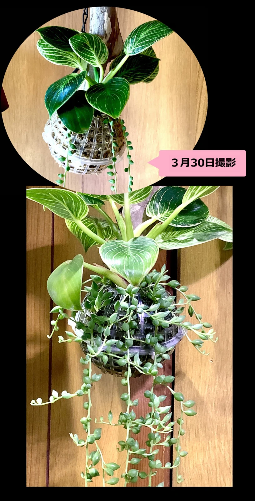 フィロデンドロン　バーキン　子株のその後
