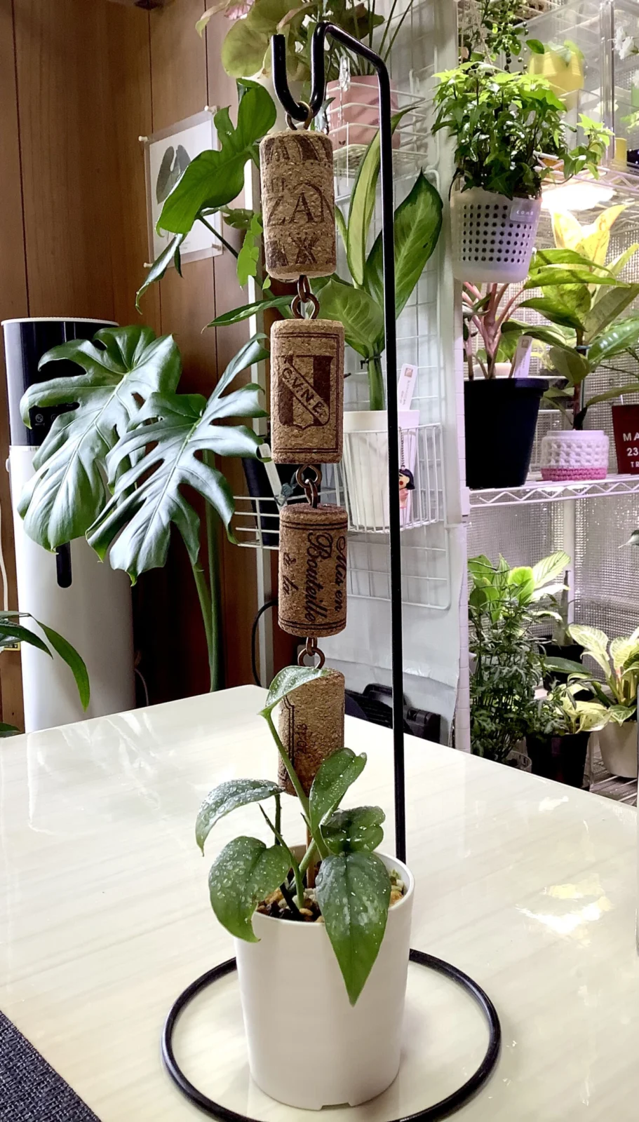 エピプレムヌム　ピナツム　セブブルー