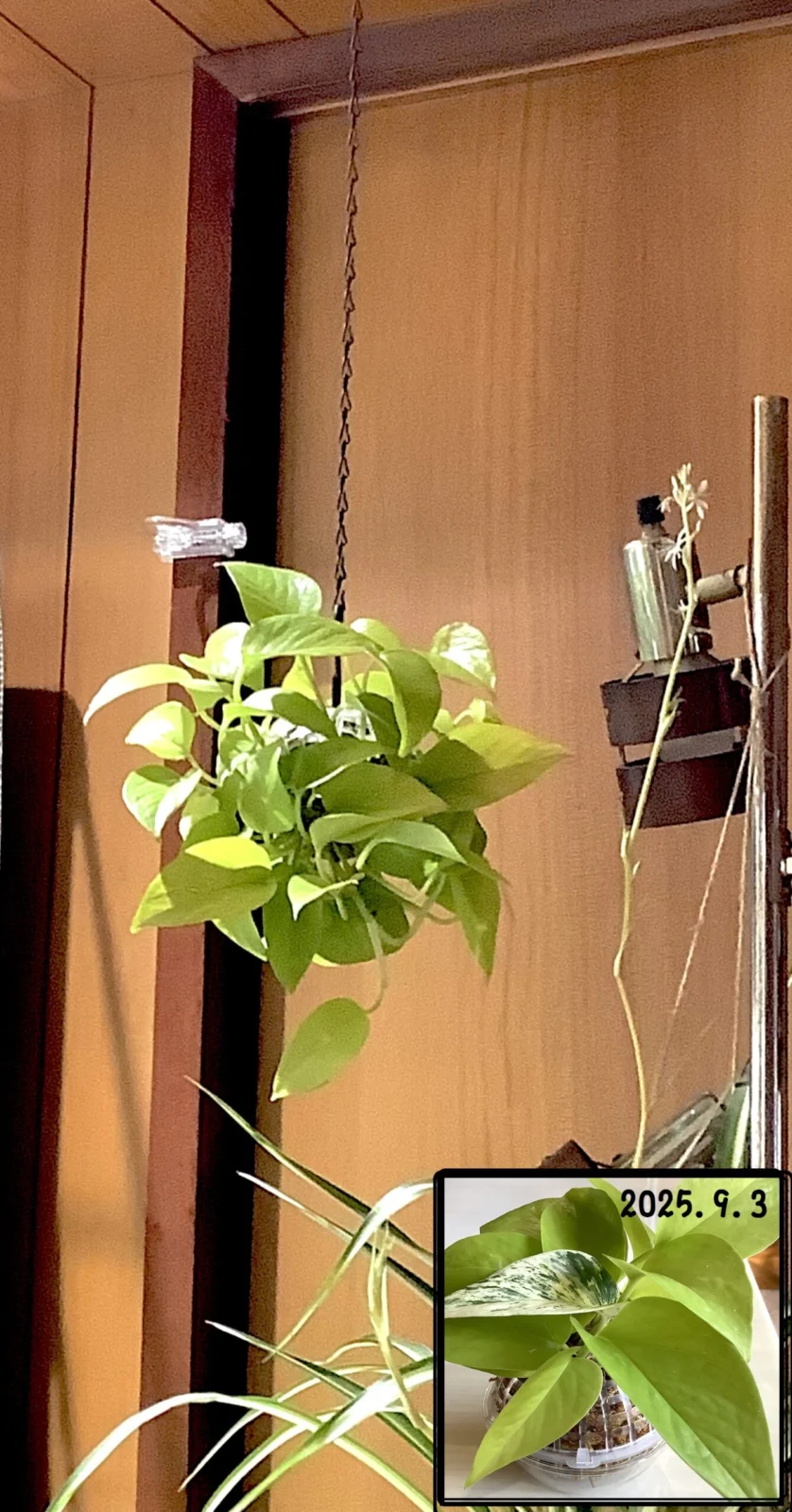 ポトス　ライム