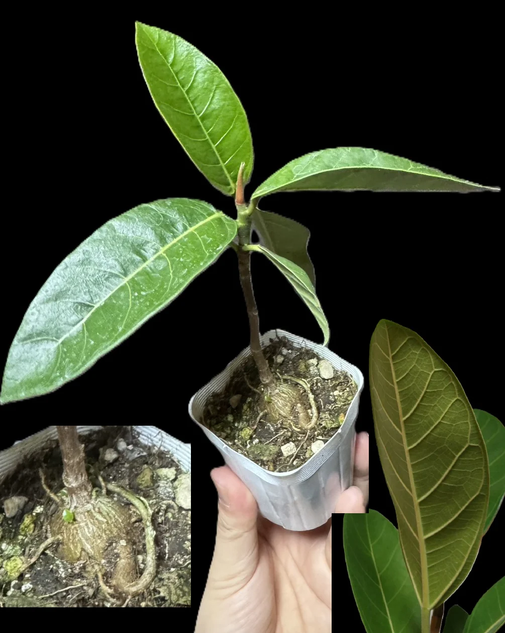 フィカス なにこれ？？