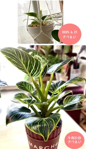 フィロデンドロン　バーキン　子株①